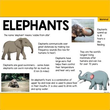 Basic Facts About Elephants .